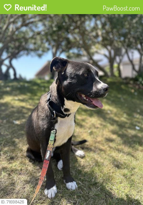 Reunited Male Dog last seen Vision Drive and Easter Way, San Diego, CA 92121