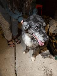 Reunited Unknown Dog last seen W. Florida Drive and Lizaso, Boise, ID 83709