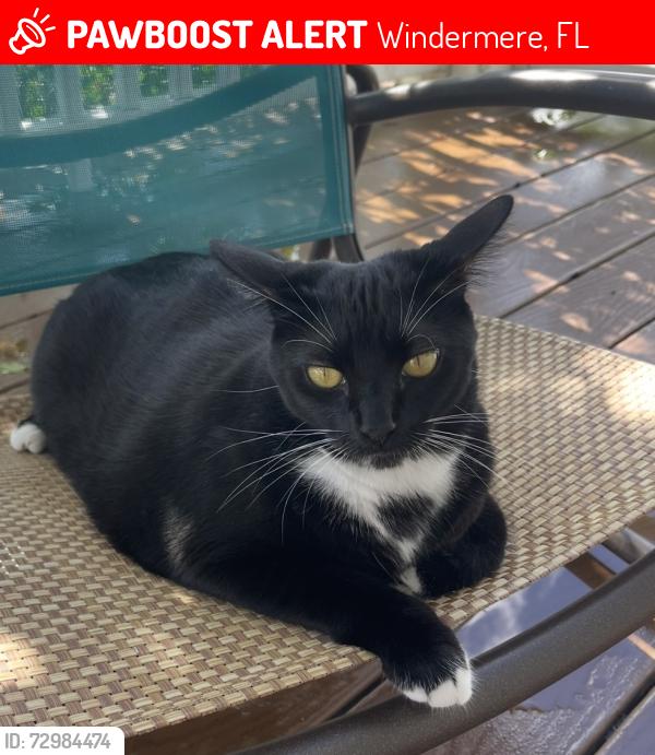 Lost Female Cat last seen bay lake elementary school , Windermere, FL 34786