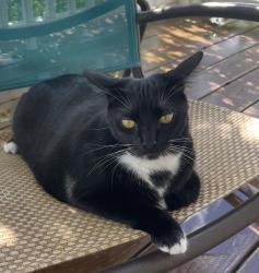 Lost Female Cat last seen bay lake elementary school , Windermere, FL 34786