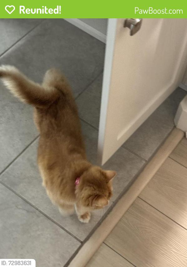 Reunited Female Cat last seen Lucania Park, Lake Forest, CA 92630