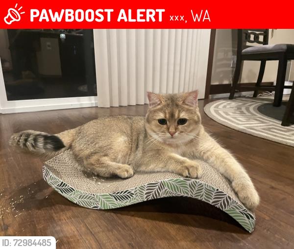 Lost Male Cat last seen 206th Pl sw , 林伍德, WA 98036