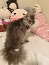 Reunited Female Cat last seen Near snow view, Anchorage, AK 99507