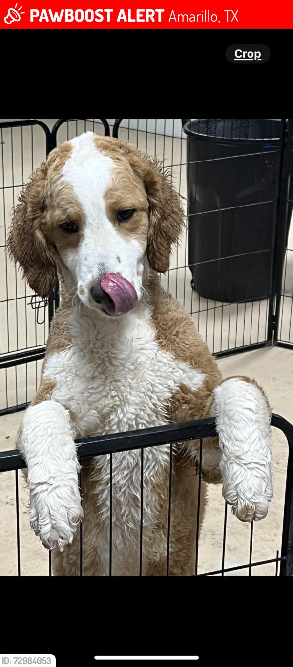 Lost Female Dog last seen Curtis and Wimberly, Amarillo, TX 79109