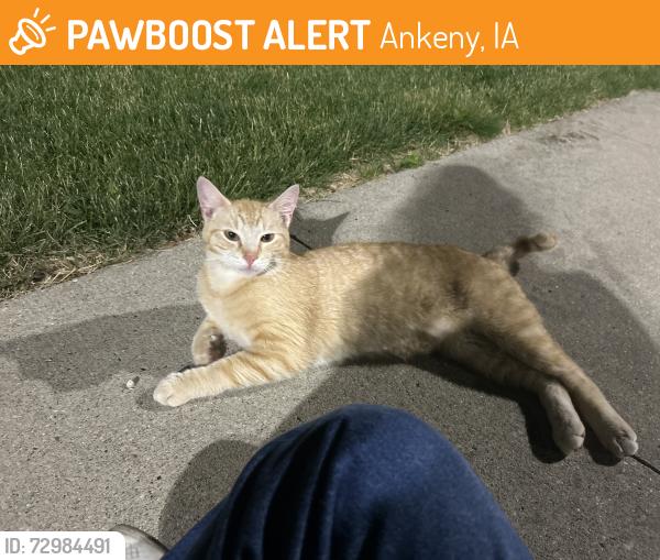 Found/Stray Unknown Cat last seen Maverik, Ankeny, IA 50023