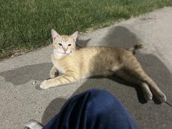 Found/Stray Unknown Cat last seen Maverik, Ankeny, IA 50023