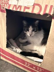 Reunited Male Cat last seen Atlantic Ave and begonia Blvd. Flower streets , Fairfield, CA 94533