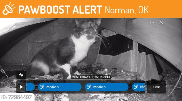 Found/Stray Unknown Cat last seen Lincoln Elementary , Norman, OK 73071