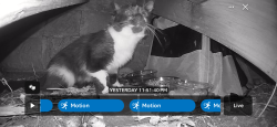 Found/Stray Unknown Cat last seen Lincoln Elementary , Norman, OK 73071
