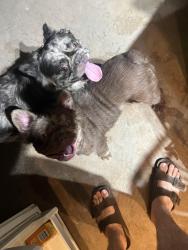 Found/Stray Unknown Dog last seen Near E Illinois Ave Fresno ca , Fresno, CA 93702