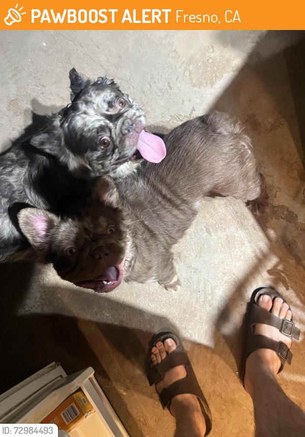 Found/Stray Unknown Dog last seen Near E Illinois Ave Fresno ca , Fresno, CA 93702