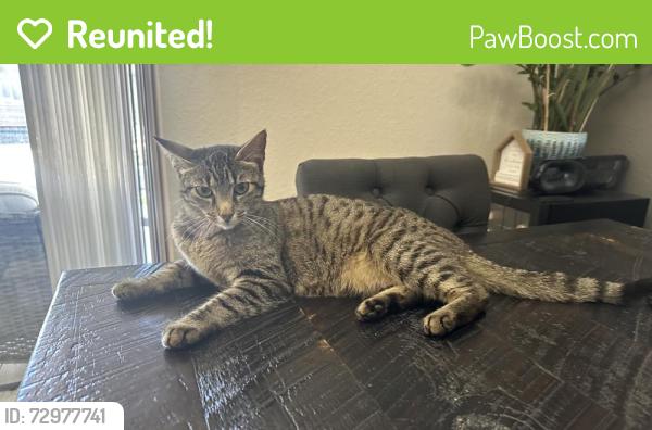 Reunited Female Cat last seen Vineyard & Foothills, Roseville, CA 95678