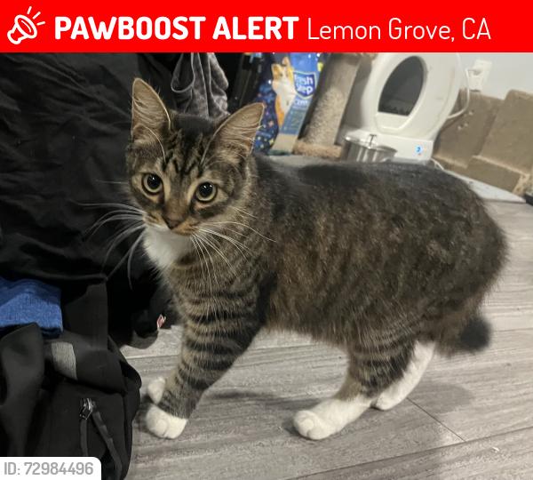 Lost Male Cat last seen Alton st, Lemon Grove, CA 91945