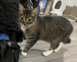Lost Male Cat last seen Alton st, Lemon Grove, CA 91945