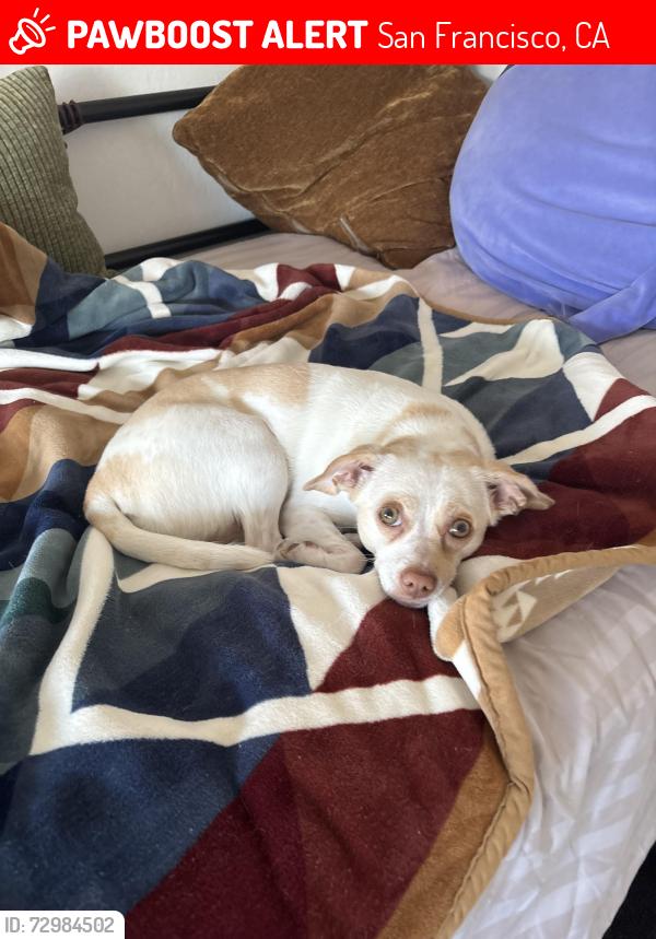 Lost Female Dog last seen Bayview Circle and Newhall St. in Bayview SF, San Francisco, CA 94124