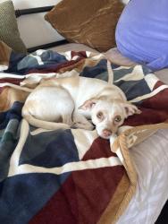 Lost Female Dog last seen Bayview Circle and Newhall St. in Bayview SF, San Francisco, CA 94124