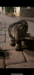 Found/Stray Female Cat last seen First set of hses next to starbucks, Commerce City, CO 80022