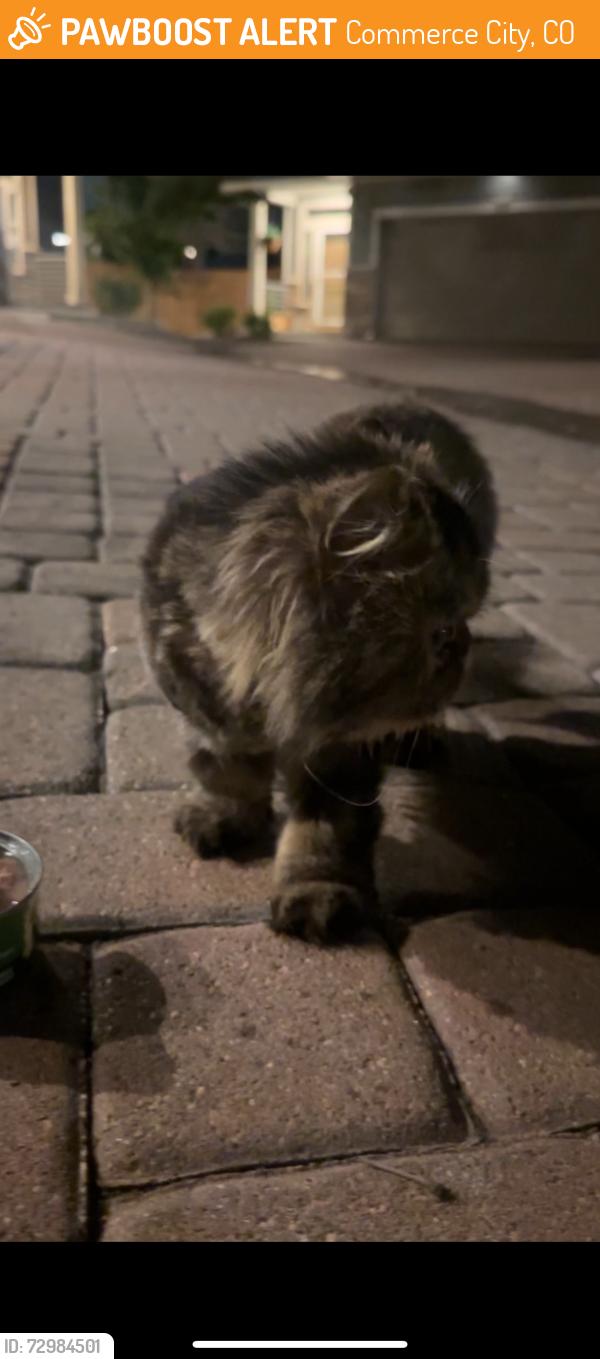 Found/Stray Female Cat last seen First set of hses next to starbucks, Commerce City, CO 80022