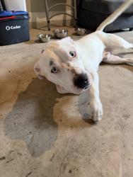 Found/Stray Male Dog last seen Lookout Rd, San Antonio, TX 78233