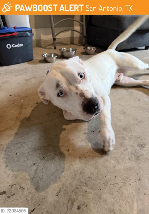 Found/Stray Male Dog last seen Lookout Rd, San Antonio, TX 78233