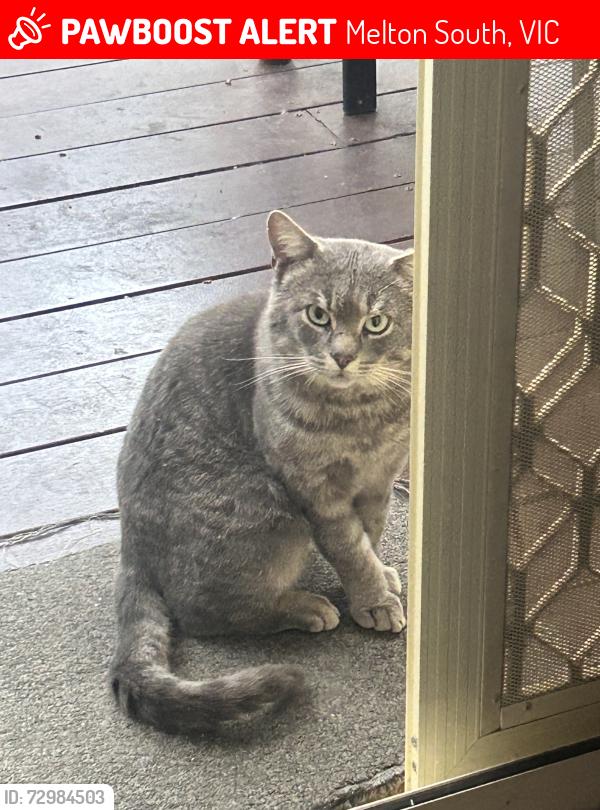 Lost Male Cat last seen Staughton college , Melton South, VIC 3338