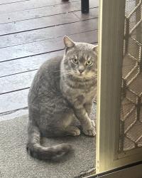 Lost Male Cat last seen Staughton college , Melton South, VIC 3338