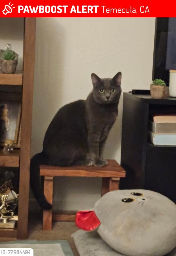 Lost Male Cat last seen Rancho California Rd and Portofino in Temecula, Ca 92591, Temecula, CA 92591