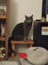 Lost Male Cat last seen Rancho California Rd and Portofino in Temecula, Ca 92591, Temecula, CA 92591