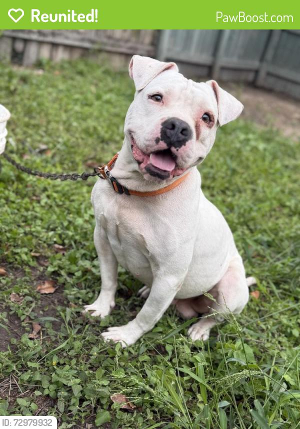 Reunited Male Dog last seen Near staples circle , boca chica central. , Brownsville, TX 78521