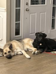 Lost Male Dog last seen Bending Chestnut /109, Wilson County, TN 37087
