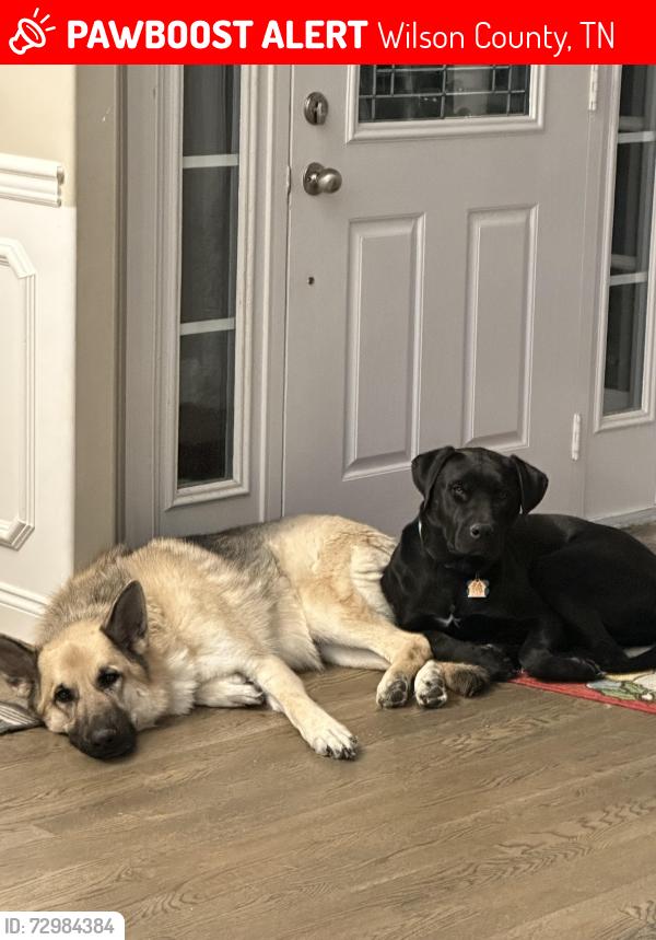 Lost Male Dog last seen Bending Chestnut /109, Wilson County, TN 37087