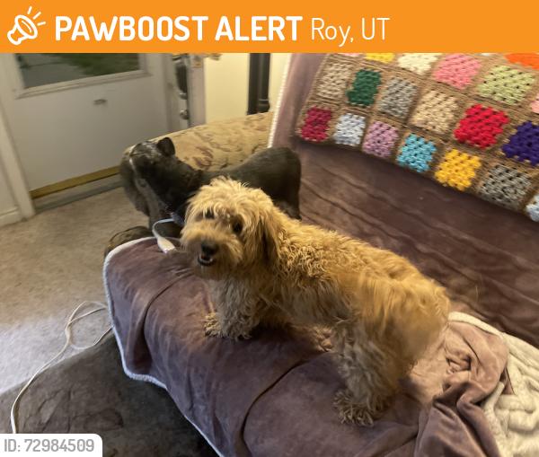 Found/Stray Female Dog last seen Near south by school , Roy, UT 84067