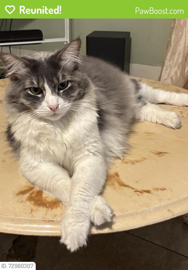 Reunited Male Cat last seen Near Kauffman St, El Monte, CA 91731, USA, El Monte, CA 91731