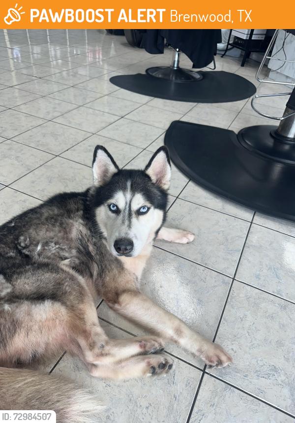 Found/Stray Male Dog last seen Barker Cypress/West Little York, Brenwood, TX 77449
