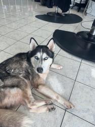 Found/Stray Male Dog last seen Barker Cypress/West Little York, Brenwood, TX 77449