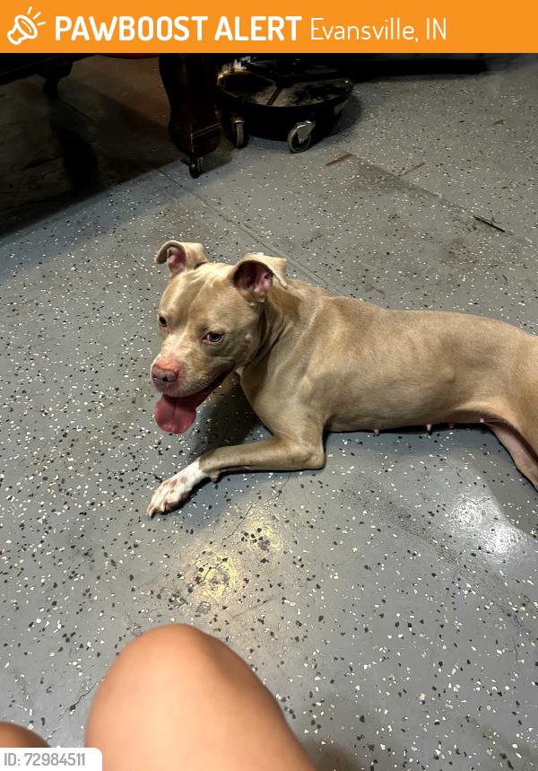 Found/Stray Female Dog last seen Hwy 69 and lynn rd, Evansville, IN 47714