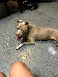 Found/Stray Female Dog last seen Hwy 69 and lynn rd, Evansville, IN 47714