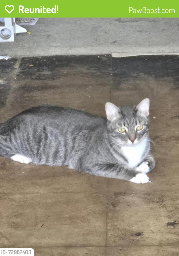 Reunited Male Cat last seen Baneway st, Houston, TX 77072