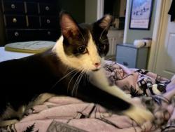Reunited Male Cat last seen Waples Mill Road and Government Center Parkway , Fairfax, VA 22030