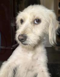 Lost Male Dog last seen Coltrane and The Old Road, near Oak Tree Gun Club, Newhall, CA 91321