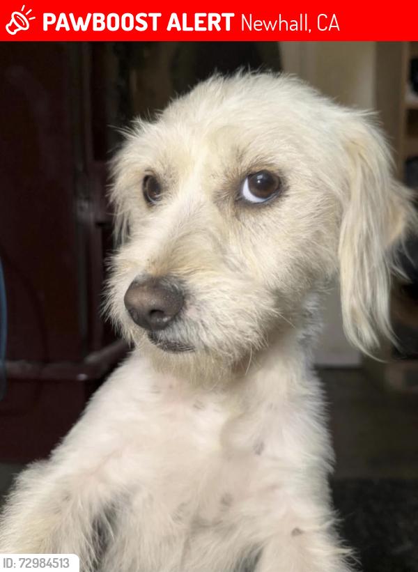 Lost Male Dog last seen Coltrane and The Old Road, near Oak Tree Gun Club, Newhall, CA 91321