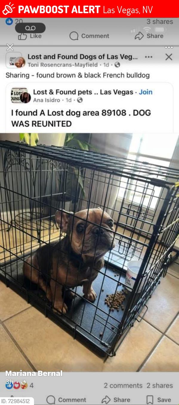 Lost Female Dog last seen Desert inn and Grand Canyon , Las Vegas, NV 89108
