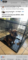 Lost Female Dog last seen Desert inn and Grand Canyon , Las Vegas, NV 89108