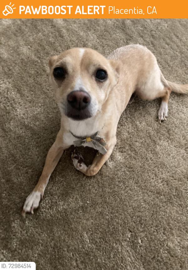 Found/Stray Male Dog last seen w chapman ave, placentia , Placentia, CA 92831