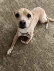 Found/Stray Male Dog last seen w chapman ave, placentia , Placentia, CA 92831
