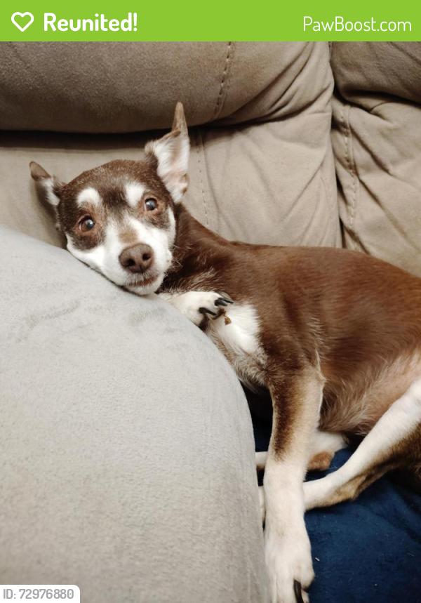 Reunited Female Dog last seen Northbound 35 between exits 64-66, Wynnewood, OK 73098