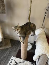 Reunited Female Cat last seen Seasons on Skyline apmts, South Ogden, UT 84403