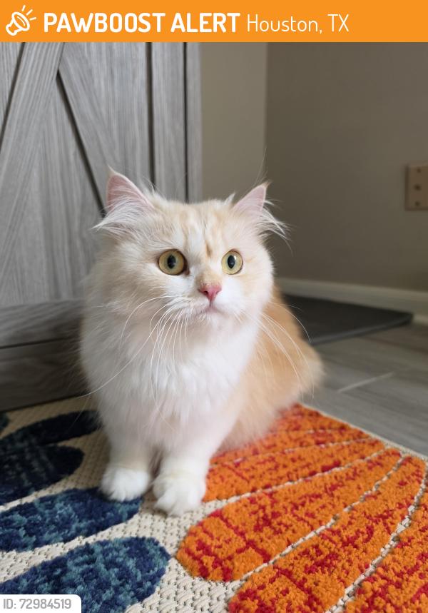 Found/Stray Female Cat last seen Sail harbour court, Houston, TX 77450
