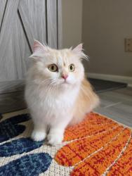 Found/Stray Female Cat last seen Sail harbour court, Houston, TX 77450