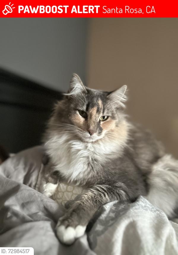 Lost Female Cat last seen West Third Street, park “a place to play”, Santa Rosa, CA 95401